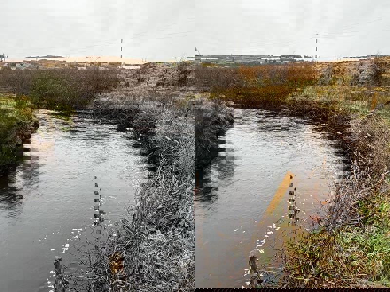 Donegal County Council and Loughs Agency Relaunch Christmas Tree Recycling Scheme as part of Climate Action Campaign